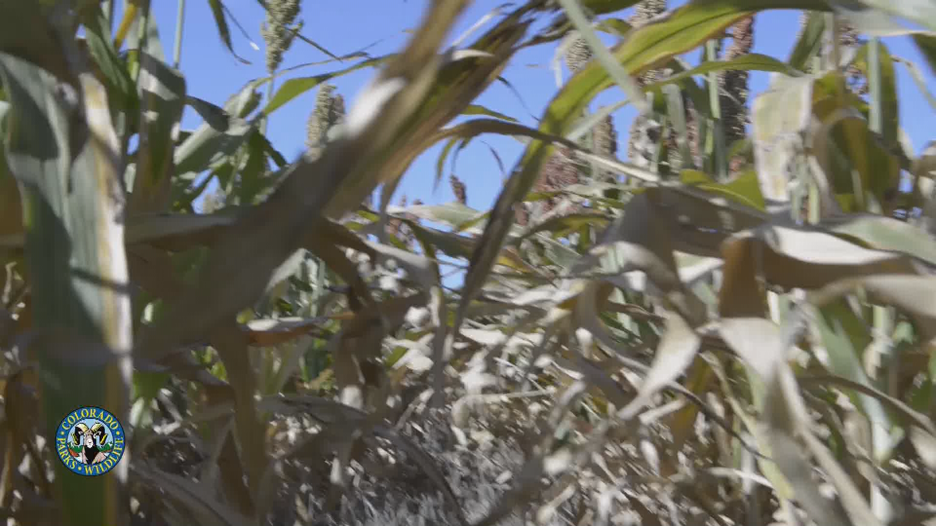 Colorado Parks & Wildlife-Pheasant Habitat Basics