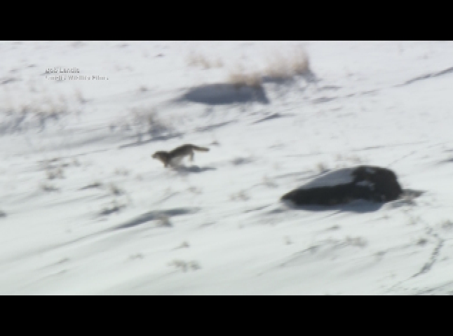 Thumbnail image for NSF-Understanding the role of wolves in Yellowstone