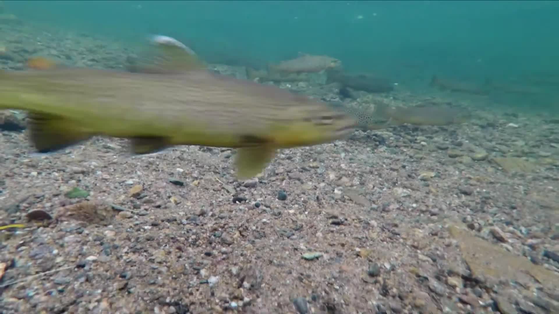 Thumbnail image for PSA Summer Fishing Tips-Colorado Parks and Wildlife