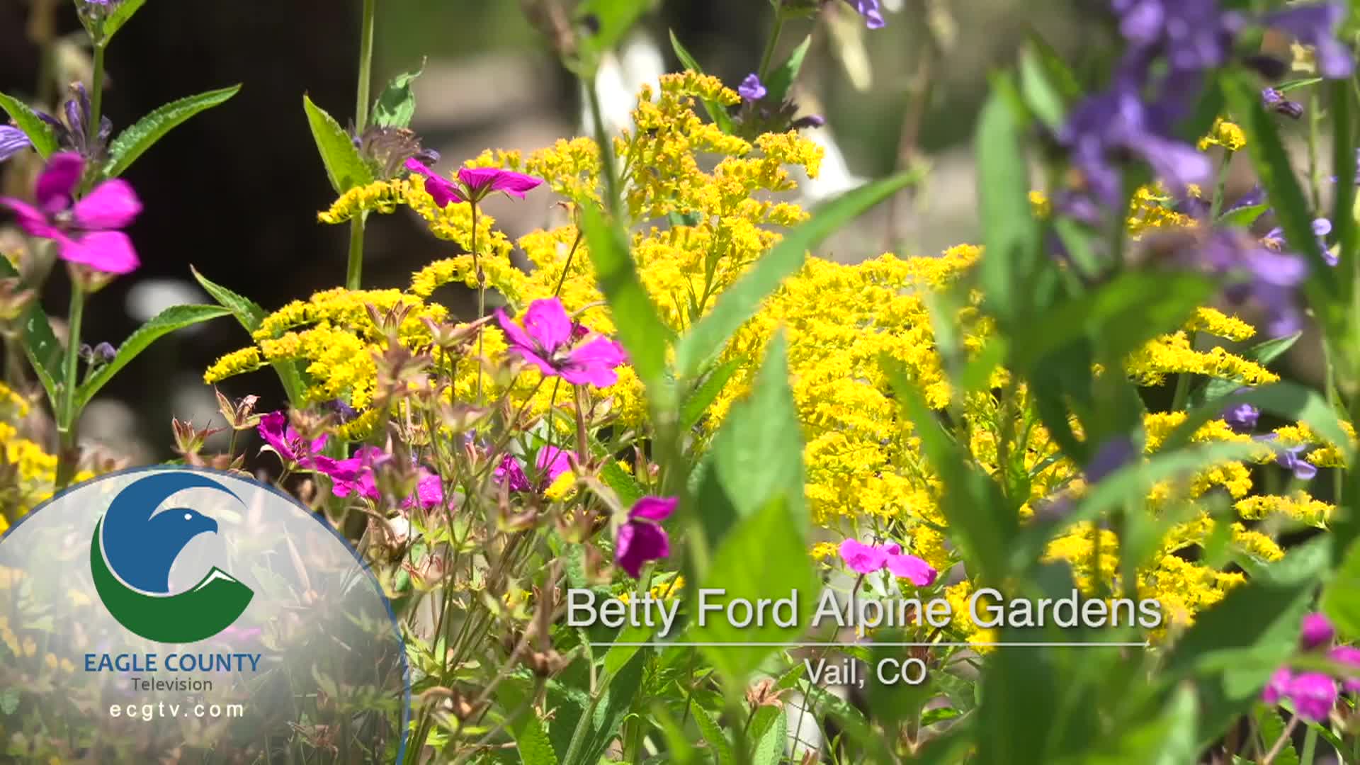 Thumbnail image for Station ID Betty Ford Gardens 1