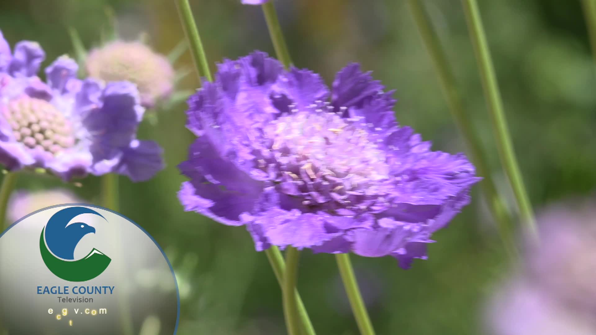 Thumbnail image for Station ID Betty Ford Gardens 2