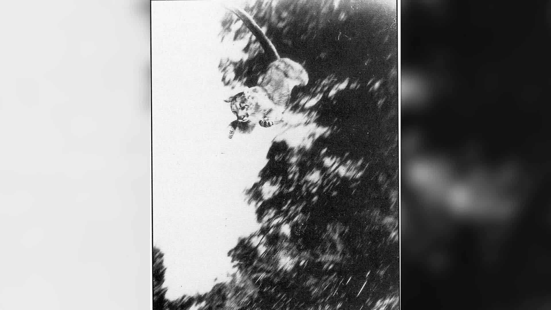 Thumbnail image for CPW Mountains Lions in Colorado Part 1  Lion Biology and Historical Perspective