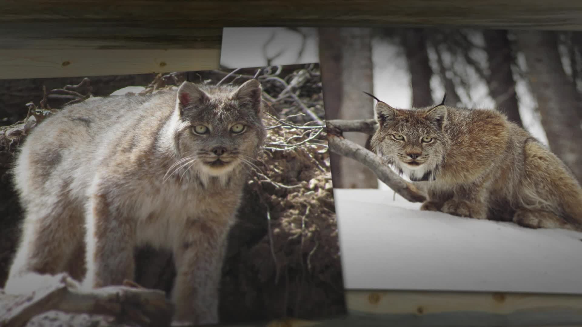 Lynx: Shadows of the Forest  Colorado Parks & Wildlife